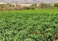 9,000 papaya trees cultivated in Nizwa project boosting food security