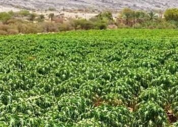 9,000 papaya trees cultivated in Nizwa project boosting food security