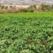 9,000 papaya trees cultivated in Nizwa project boosting food security