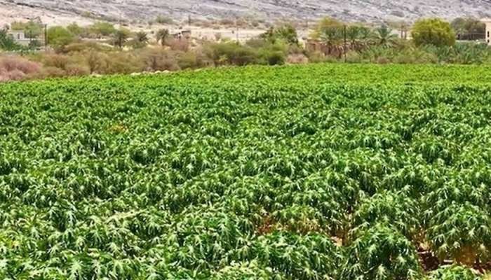 9,000 papaya trees cultivated in Nizwa project boosting food security