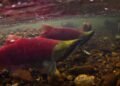 Warm rivers raise concern for salmon in B.C.’s Interior