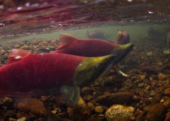 Warm rivers raise concern for salmon in B.C.’s Interior