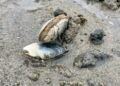 Food inspection agency warns of paralytic toxin in shellfish in Quebec’s North Shore
