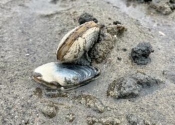 Food inspection agency warns of paralytic toxin in shellfish in Quebec’s North Shore