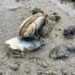 Food inspection agency warns of paralytic toxin in shellfish in Quebec’s North Shore