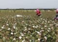 Government warns against F2 hybrid cotton seeds, offers mechanization support