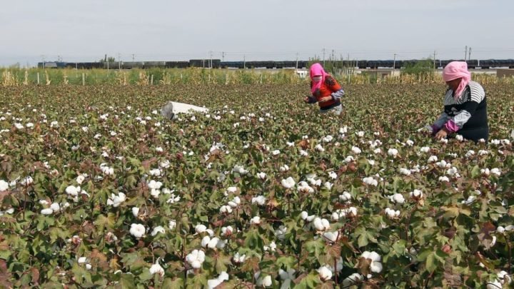 Government warns against F2 hybrid cotton seeds, offers mechanization support