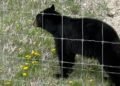 Fatal black bear attacks are extremely rare despite recent killings in Saskatchewan, experts say