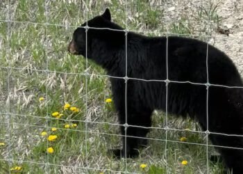 Fatal black bear attacks are extremely rare despite recent killings in Saskatchewan, experts say