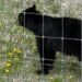 Fatal black bear attacks are extremely rare despite recent killings in Saskatchewan, experts say