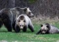Parks Canada charges hikers after grizzly bear run-in with off-leash dog in Banff National Park