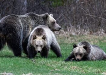 Parks Canada charges hikers after grizzly bear run-in with off-leash dog in Banff National Park
