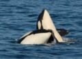 75 of these whales remain. A new West Coast pipeline would be ‘devastating’ for them, experts say