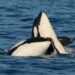 75 of these whales remain. A new West Coast pipeline would be ‘devastating’ for them, experts say