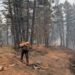 Crews called to rescue resident who defied evacuation order, B.C. Wildfire Service says