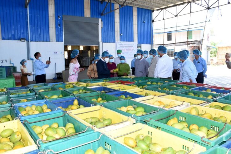 2025-26 Fruit Exports Miss Target