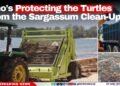 Who’s Protecting the Turtles From the Sargassum Clean-Up?