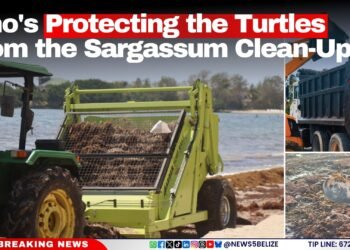 Who’s Protecting the Turtles From the Sargassum Clean-Up?
