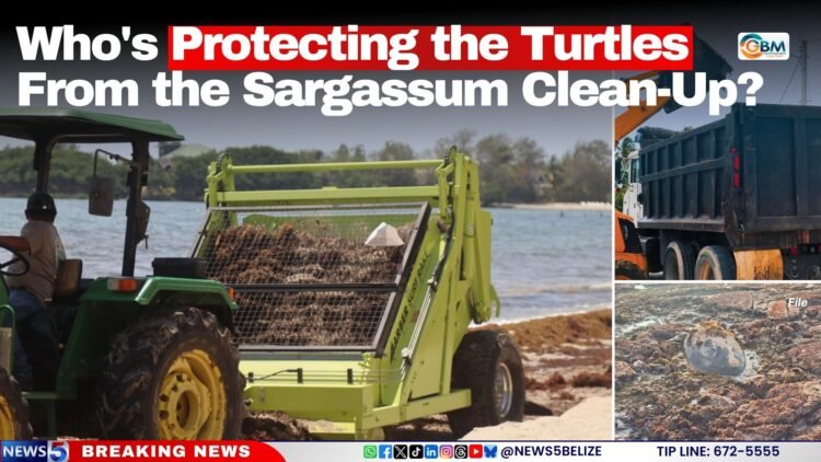 Who’s Protecting the Turtles From the Sargassum Clean-Up?