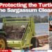 Who’s Protecting the Turtles From the Sargassum Clean-Up?