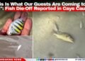 “This Is What Our Guests Are Coming to See”: Fish Die-Off Reported in Caye Caulker