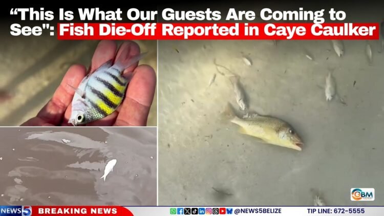 “This Is What Our Guests Are Coming to See”: Fish Die-Off Reported in Caye Caulker