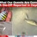 “This Is What Our Guests Are Coming to See”: Fish Die-Off Reported in Caye Caulker