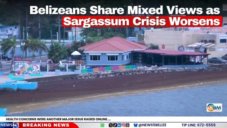 Belizeans Share Mixed Views as Sargassum Crisis Worsens