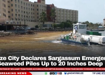 Belize City Declares Sargassum Emergency as Seaweed Piles Up to 20 Inches Deep