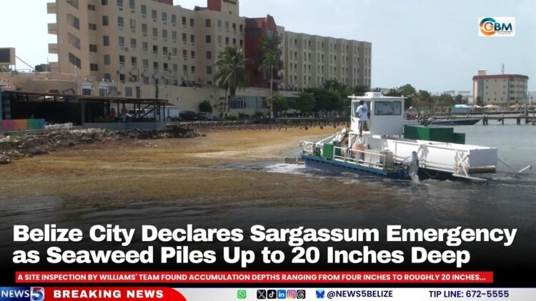 Belize City Declares Sargassum Emergency as Seaweed Piles Up to 20 Inches Deep