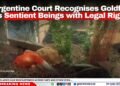 Argentine Court Recognises Goldfish as Sentient Beings with Legal Rights