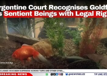 Argentine Court Recognises Goldfish as Sentient Beings with Legal Rights