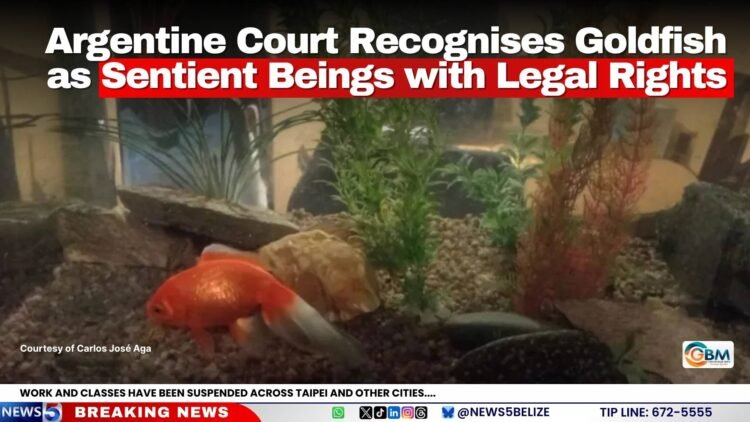 Argentine Court Recognises Goldfish as Sentient Beings with Legal Rights