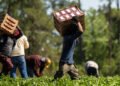OPINION: Modern-day slavery in migrant labour markets