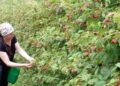 The harvest season is in full swing: Podrinj raspberry growers expect a good harvest