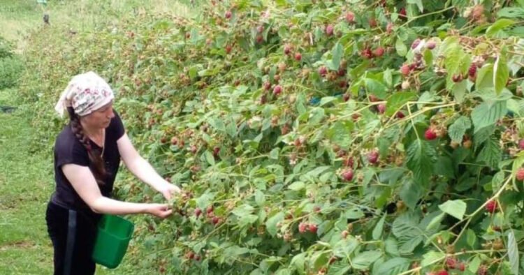 The harvest season is in full swing: Podrinj raspberry growers expect a good harvest