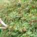 The harvest season is in full swing: Podrinj raspberry growers expect a good harvest