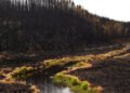 Canadian Wildfire Evacuees Outraged Over Lacking Support and Communication