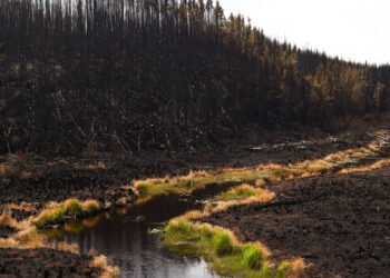 Canadian Wildfire Evacuees Outraged Over Lacking Support and Communication