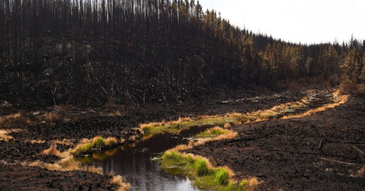 Canadian Wildfire Evacuees Outraged Over Lacking Support and Communication