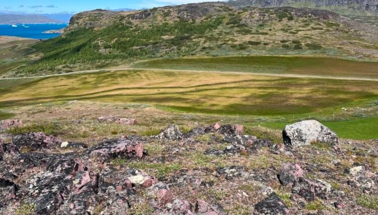 Sheep keeper in dry June: The grasslands dry out