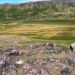 Sheep keeper in dry June: The grasslands dry out