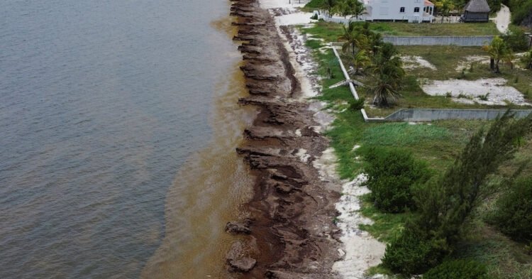 Mexico’s President Unveils Plan to Fight Seaweed That Is Choking Beaches