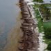 Mexico’s President Unveils Plan to Fight Seaweed That Is Choking Beaches