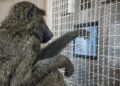 Monkeys understand shapes in almost the same way as humans