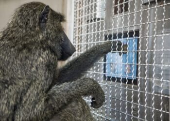 Monkeys understand shapes in almost the same way as humans