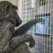 Monkeys understand shapes in almost the same way as humans