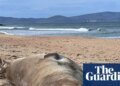 Tasmanians warned of ‘loving Neil to death’ as 1,000kg seal’s antics feed ‘double-edged sword’ of fame | Tasmania