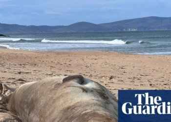 Tasmanians warned of ‘loving Neil to death’ as 1,000kg seal’s antics feed ‘double-edged sword’ of fame | Tasmania