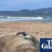 Tasmanians warned of ‘loving Neil to death’ as 1,000kg seal’s antics feed ‘double-edged sword’ of fame | Tasmania